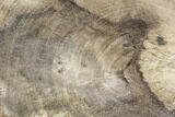 Polished Petrified Wood (Dicot) Slab - Texas #104972-1